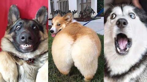 You will get STOMACH ACHE FROM LAUGHING SO HARD 🤣🐶Funny Dog Videos 2021
