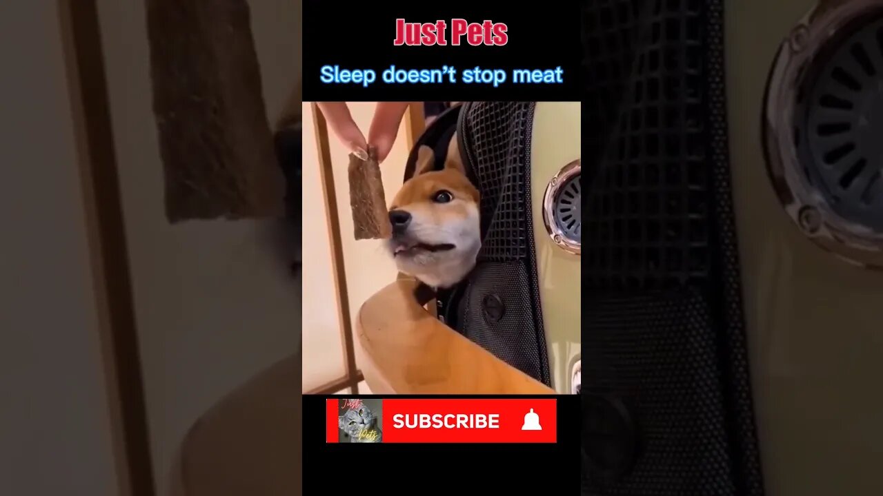 Dog Wakes up on smell of food .. EPIC Tiktok #shorts