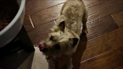 Terrier demands Dinner