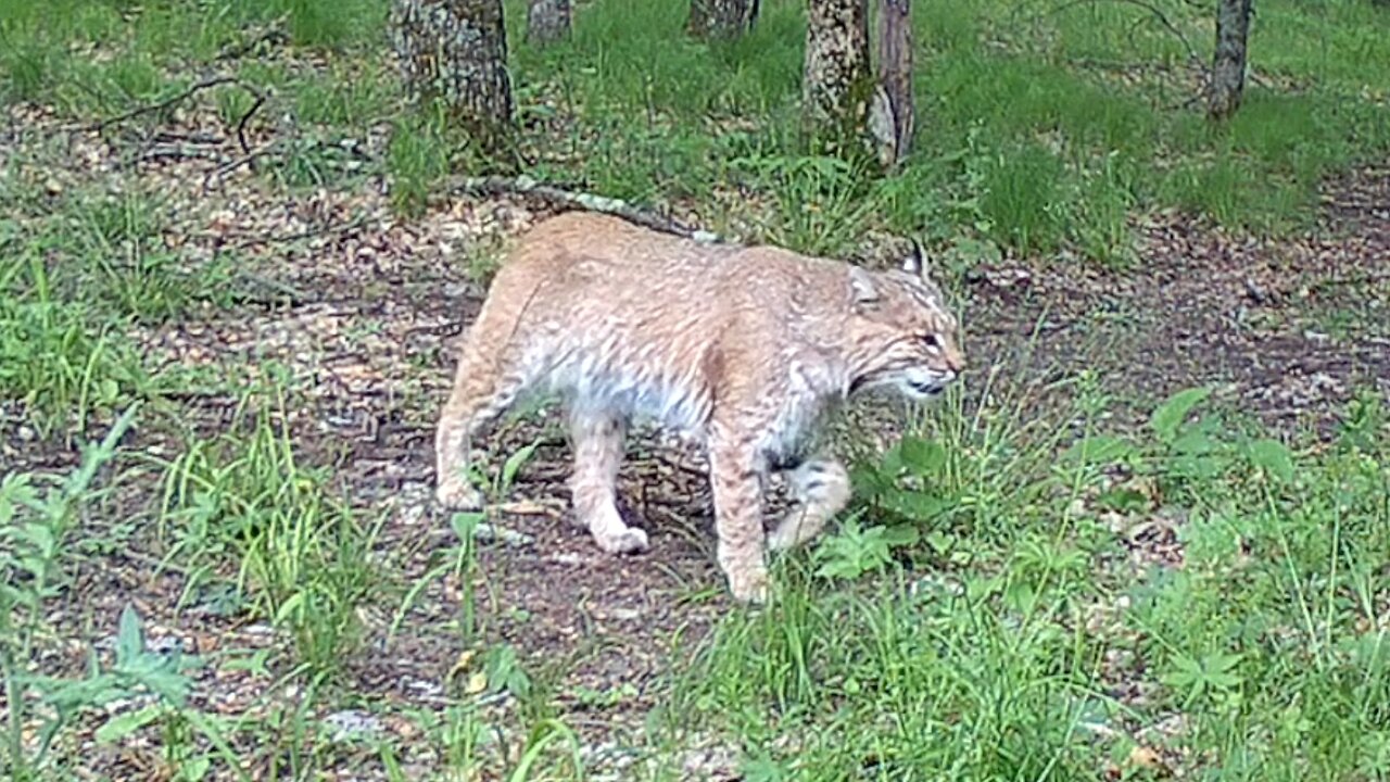 Bobcat and Whitetail Deer