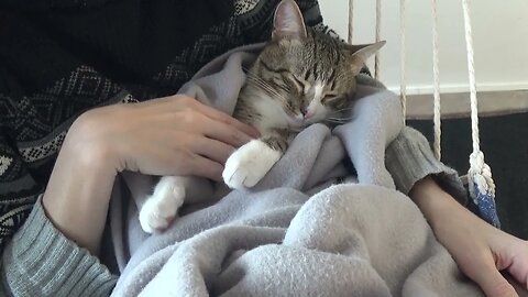 Purring Cat Loves Sleeping in a Blanket