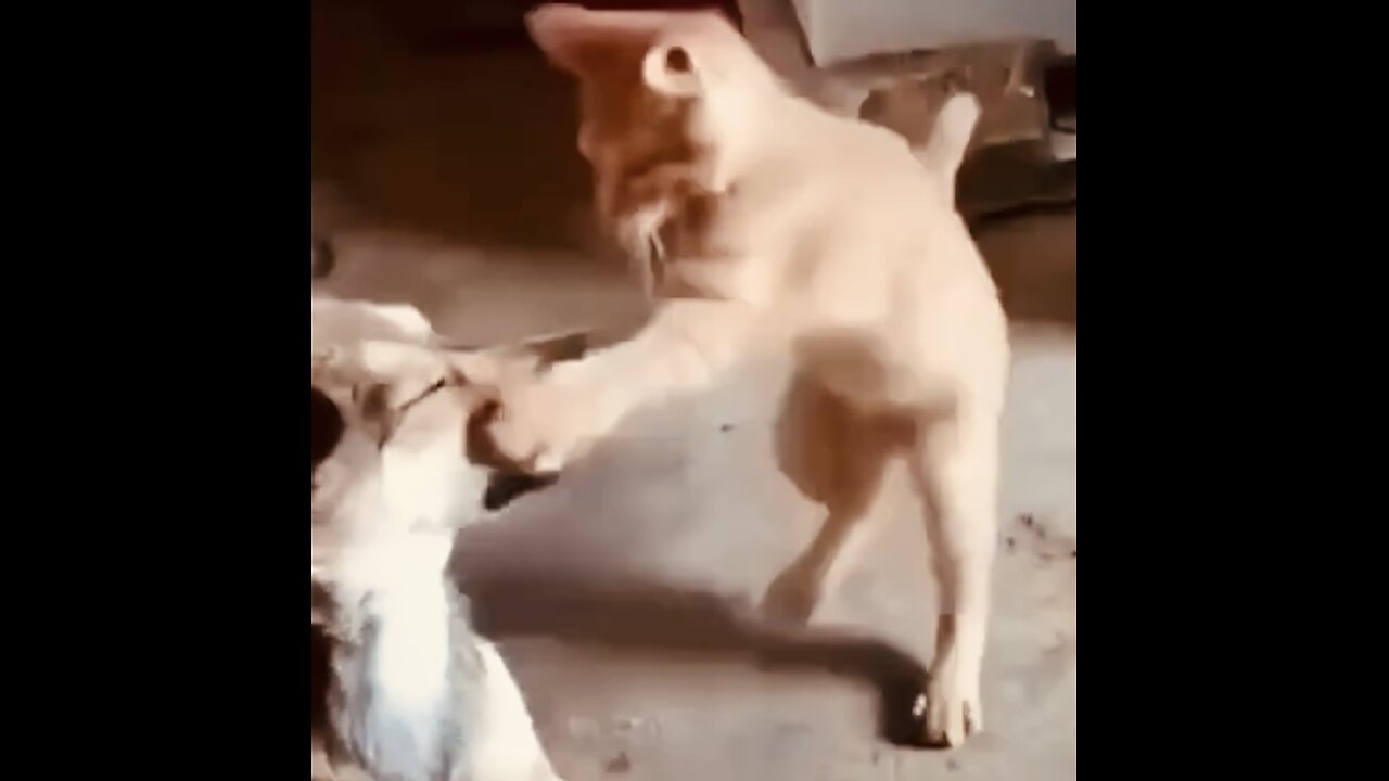 Funny clip about cats and dogs in 2024.