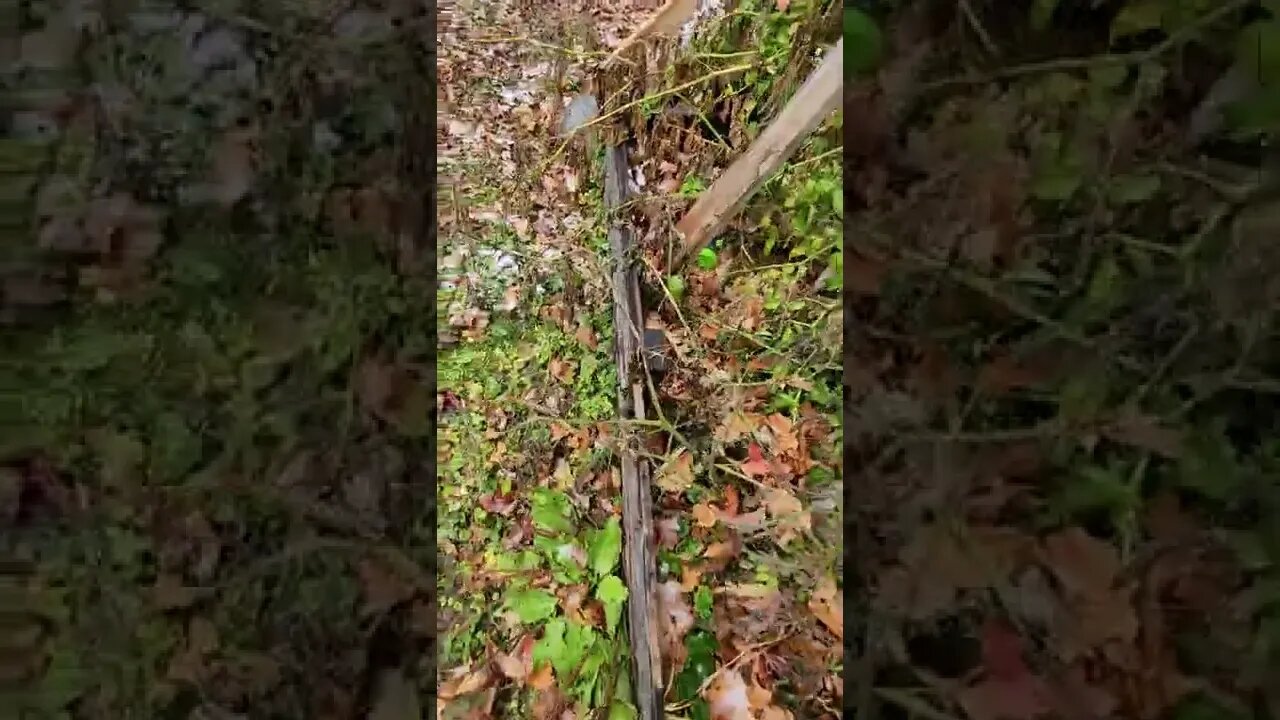 Winter Tomatoes Outdoors