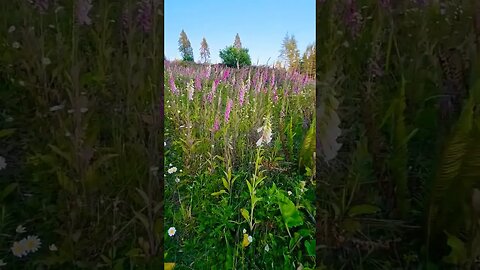 walk through the flowers with me...