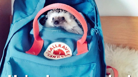 Pet of the Week: Mr.Pokee the Hedgehog