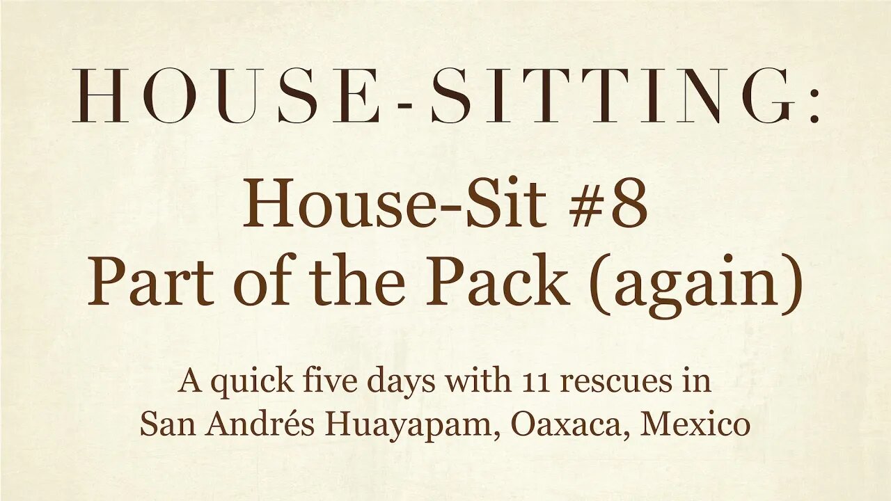 House-Sitting » House-Sit #8 » Part of the Pack! (again) » San Andrés Huayapam, Oaxaca, Mexico