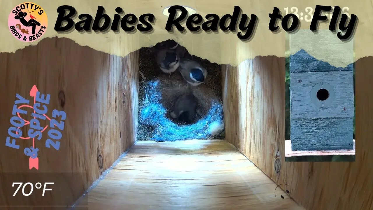 Time to Fledge - Chickadee Nest Box Update 15 Day 54