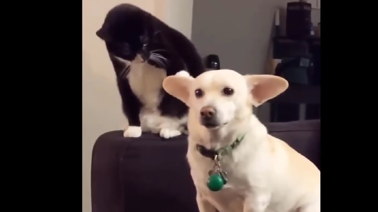 Funniest Cats And Dogs Videos 🙀🐶😹🐶🙀 #funny #animal