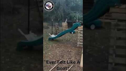 Ever Felt Like A Goat? Funny Goats Small Town America #shorts #short