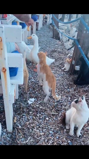 Cats and ducks waiting to eat 🦆🐈 2022 #rumbleshorts videos #viral