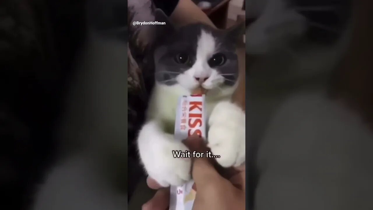 Funny Cat Meme 😂 pt.10 #shorts