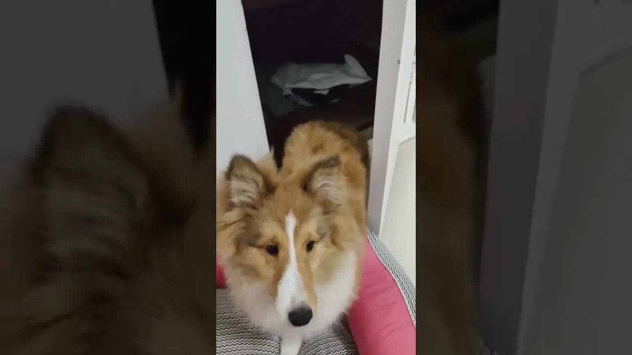 FAROFA NO ARMÁRIO. 🤣🤣🤣🤣
