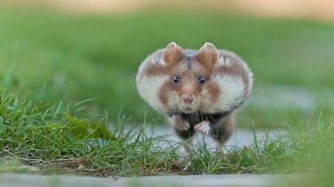 😲😲😲 FLYING HAMSTER 😲😲😲