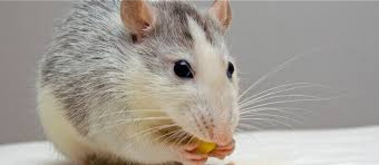 Little mouse