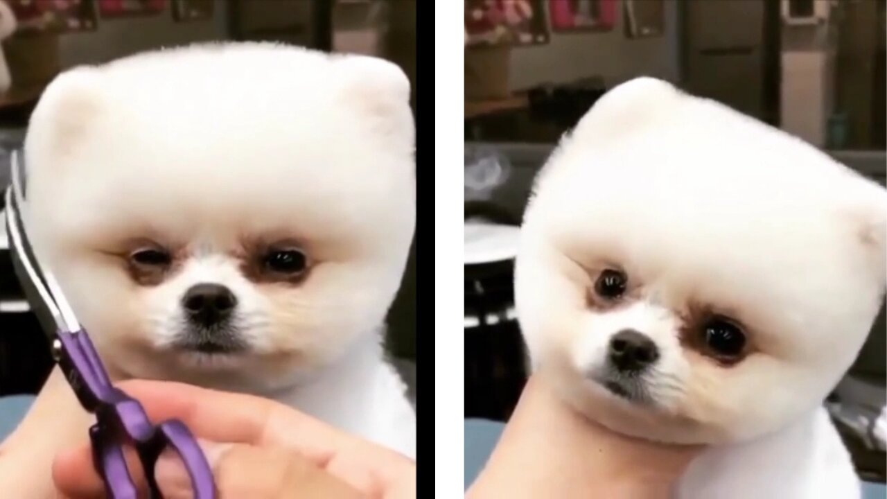 Cute puppy is not ready for haircut - puppy hair styling ( adorable reaction)