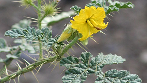 Buffalo bur! This Arizona plant can kill you and your pets - ABC15 Digital