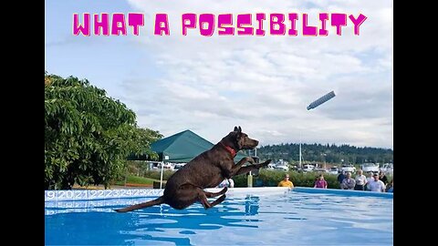 SUPERPOWER DOG ⭐️ EXTREME MALINOIS Dogs ⭐️JUMPING Belgian Shepherd🔎 COMPILATION & FACTS