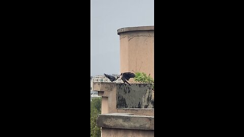 Black crows fight