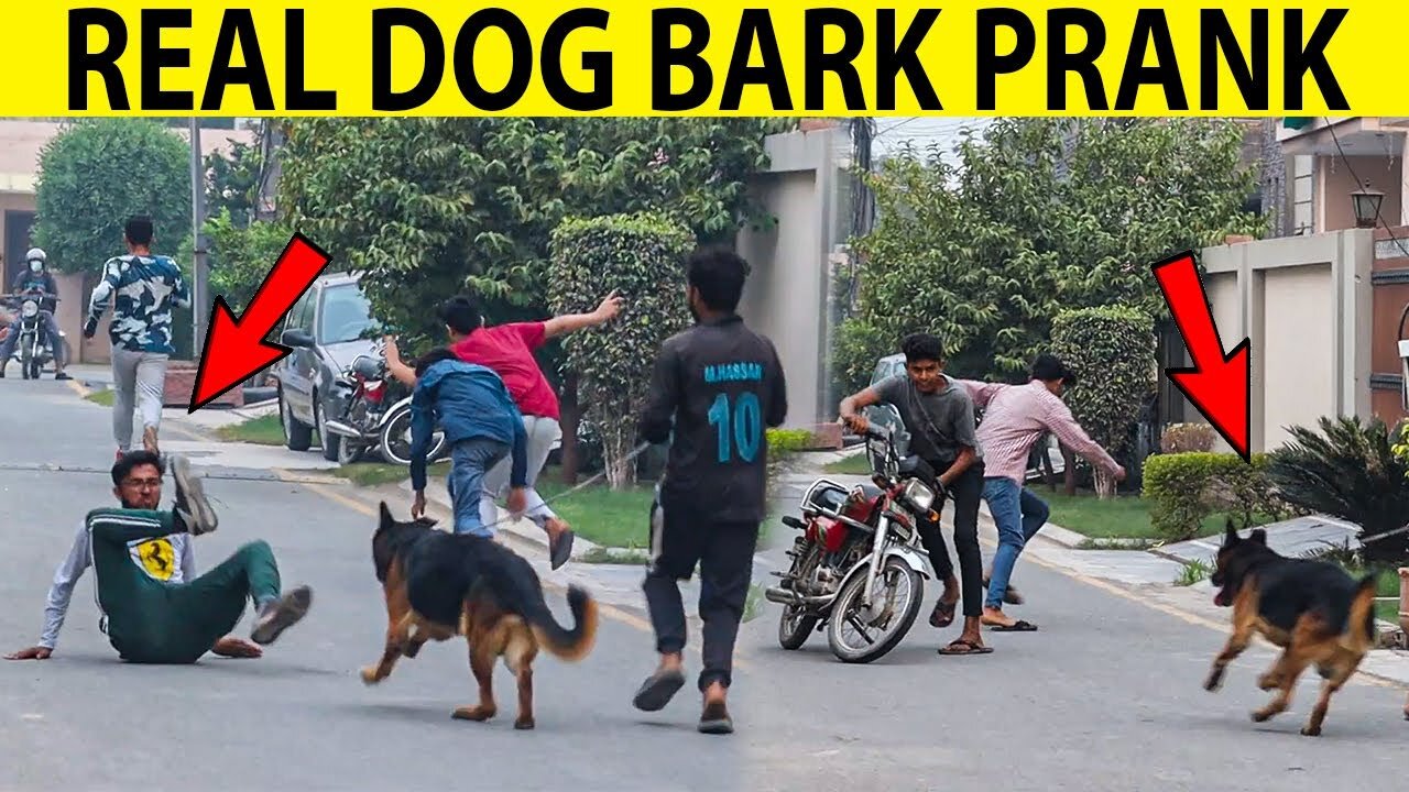 Real Dog Bark Prank @Smarties Prank TV