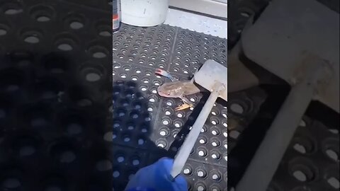 Crab or fish? what is this #shorts