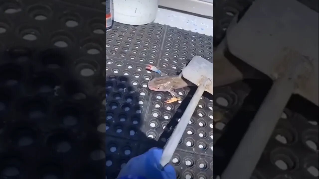 Crab or fish? what is this #shorts