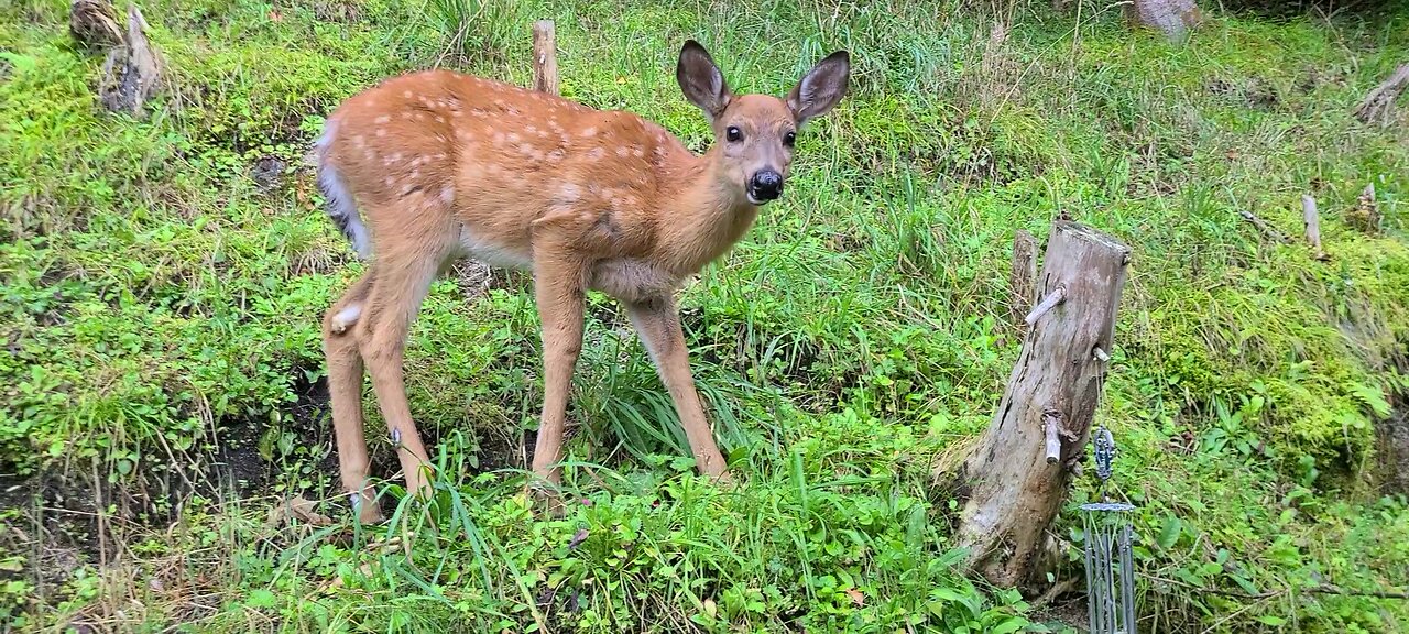 The fawns are losing their spots