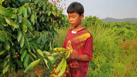 Kids Picking Lamyai