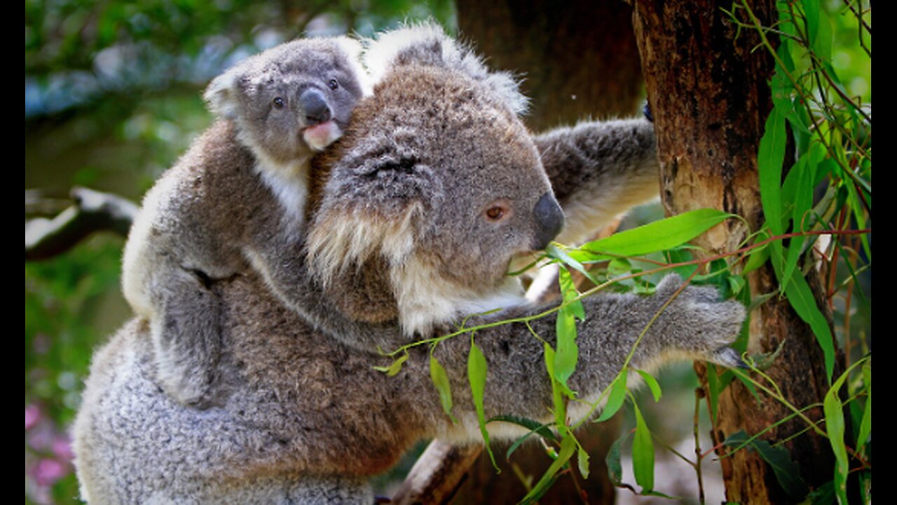 Mother koala helping it's baby to come down🐨🐨🐨😘😘😘