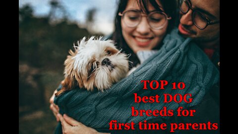 Best Dogs For Beginners – Top 10 Best Dog Breeds For First-Time Owners!