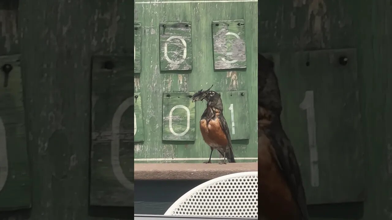 Robin Holding Leaves