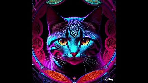 Cute Cat Picture ☯️