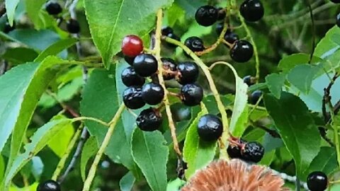 Chickens Eating Wild Black Cherries #gardening #homestead #freerangechickens #farm #homesteading