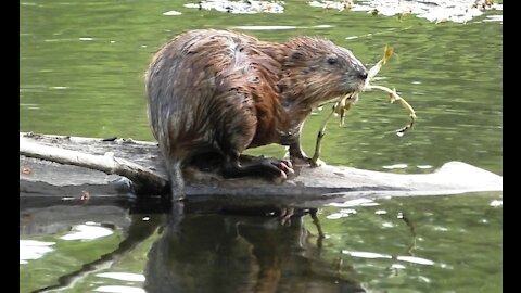 Мistrustful muskrat