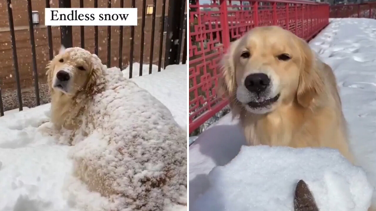 Dog gets irritated because of Snow...!