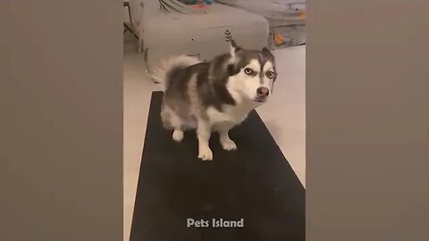 FUNNIEST DOG REACTION