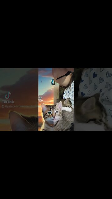 Rescue Kittens TikTok AI