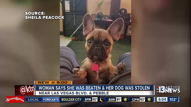 Woman says robbers stole her pregnant bulldog