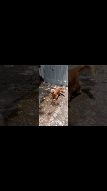 #dogshow , #animals , #dogs , #shorts