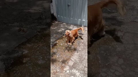 #dogshow , #animals , #dogs , #shorts