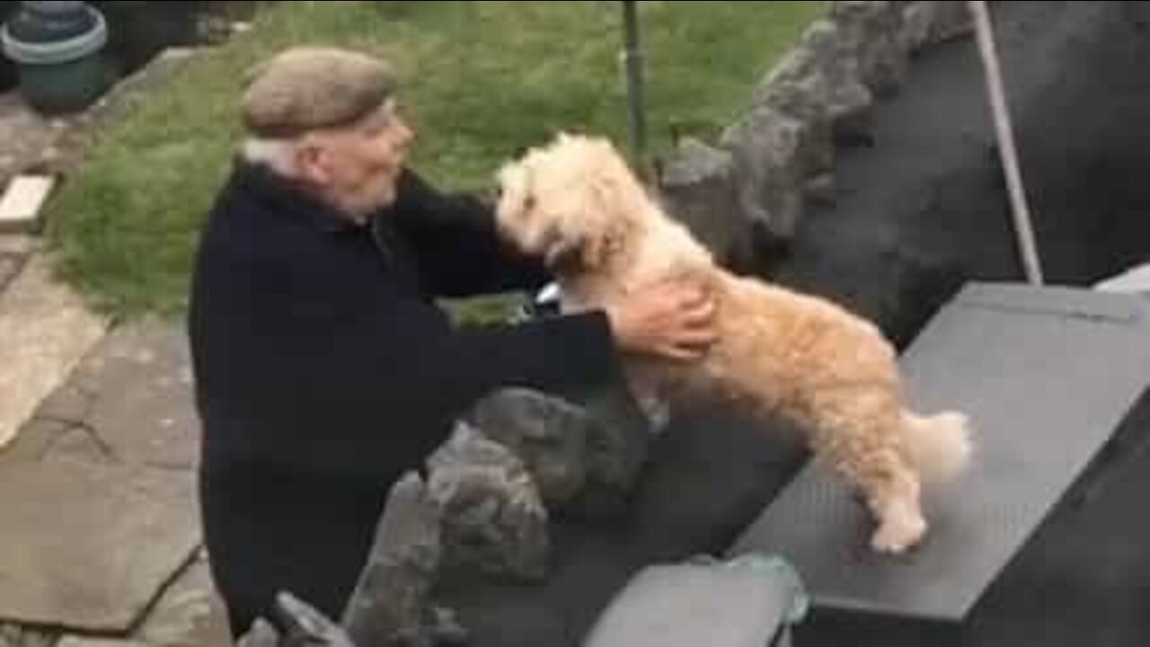 Cão partilha amizade amorosa com vizinho