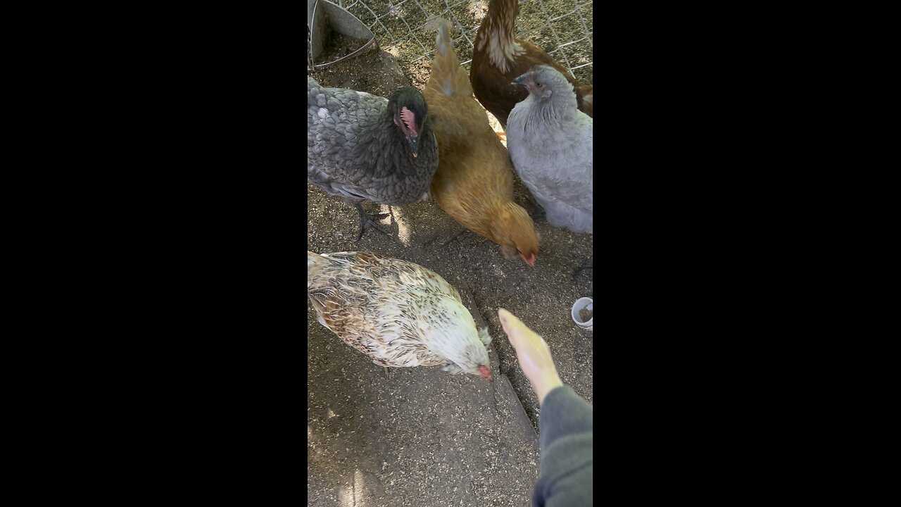 Wednesday whiskers but with chickens and SPH. #chickens #funnyvideos #funny #tinyhands