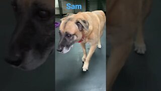 [Shorts 0128] SAM [#dogs #doggos #doggies #puppies #dogdaycare]