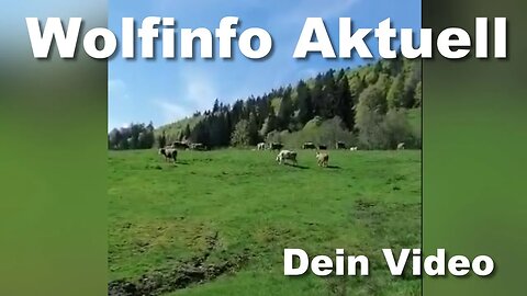 Dein Video auf Wolfinfo Aktuell 3