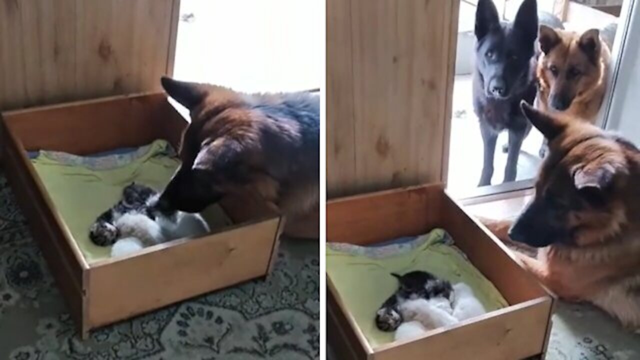 Dogs watching cat's new litter of kittens Kindly