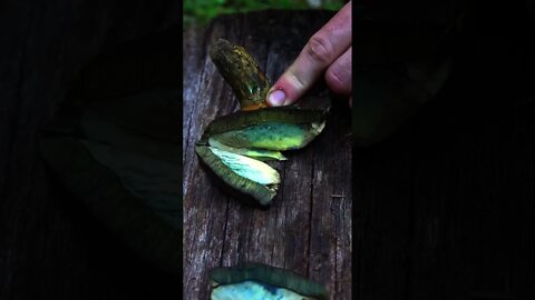 Blue Staining Mushroom. Cutting into a bolete that stains blue. #shorts