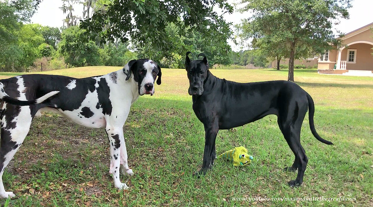 Funny Great Danes Playing Catch Will Make You Laugh