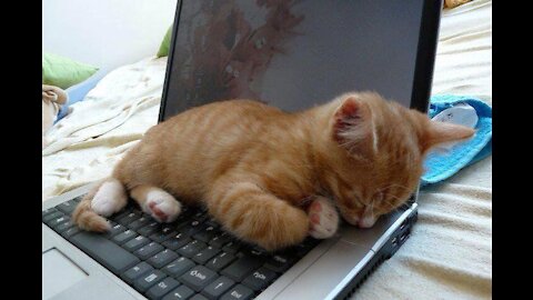 FUNNY CATS SLEEPING ON LAPTOP (tiktok compilation)