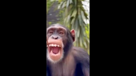 Funny monkey laughing