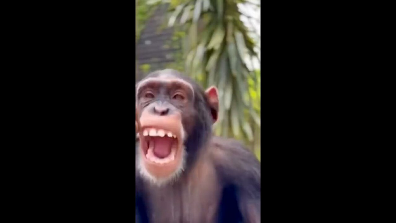 Funny monkey laughing