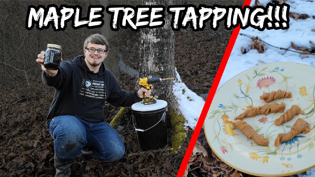 Maple Tree Catch and Cook!!! | Making Pull Candy From Maple Trees!!!